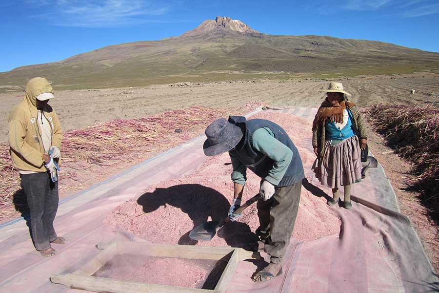 First selection and cleaning steps are done in the field.