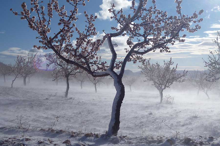 Frost threatens the almond blossom in the spring