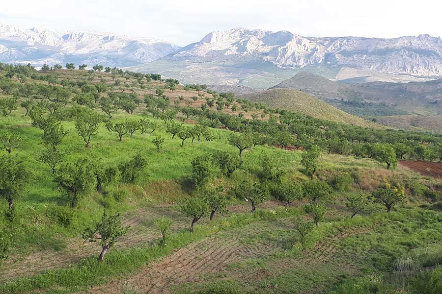 Landscape during springtime