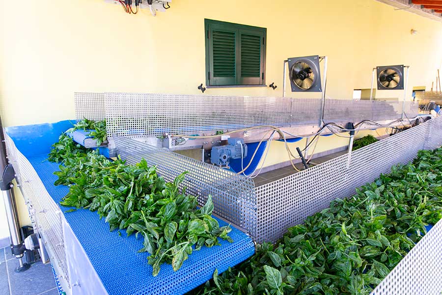 The basil is dried on a belt conveyor with ventilators