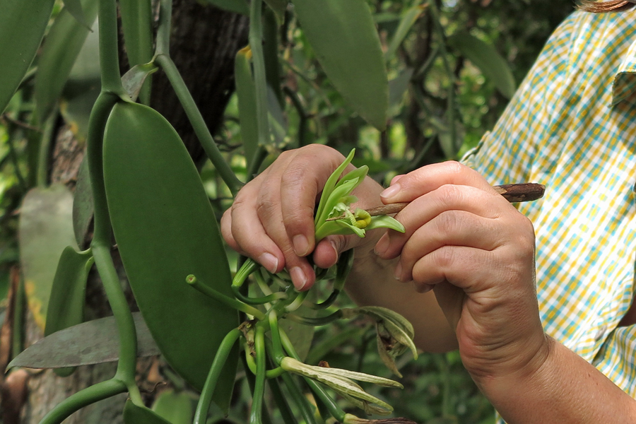 Rapunzel Purchasing Director Helga Mang tries to pollinate a vanilla flower.