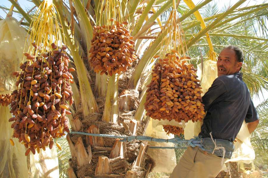 Mature dates are cut from the trees with a sickle