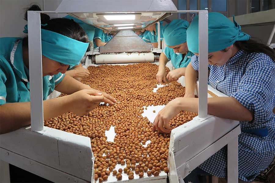 The hazelnuts are sorted at the processing company.