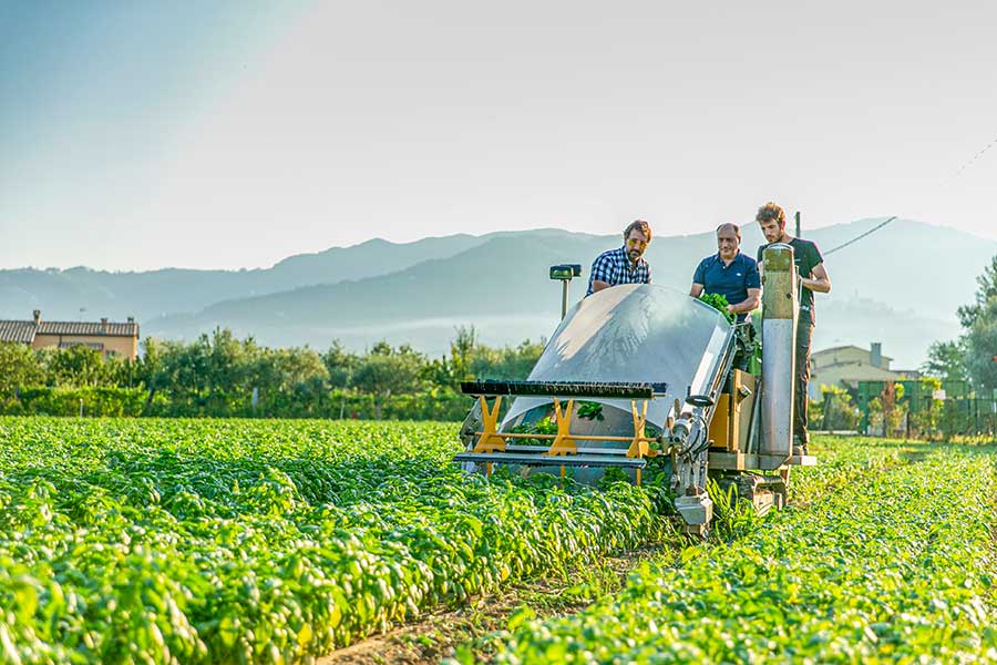 Matteo, Luca and Nicolas harvest the basil with a kind of cutter bars mower