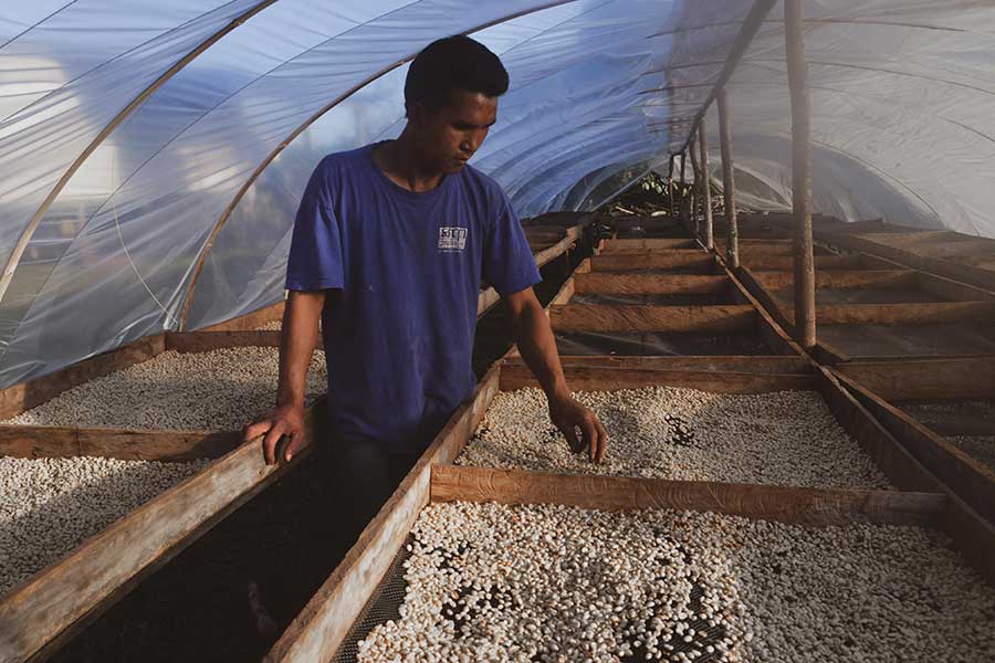 Coffee drying at the Bounyang peasant family