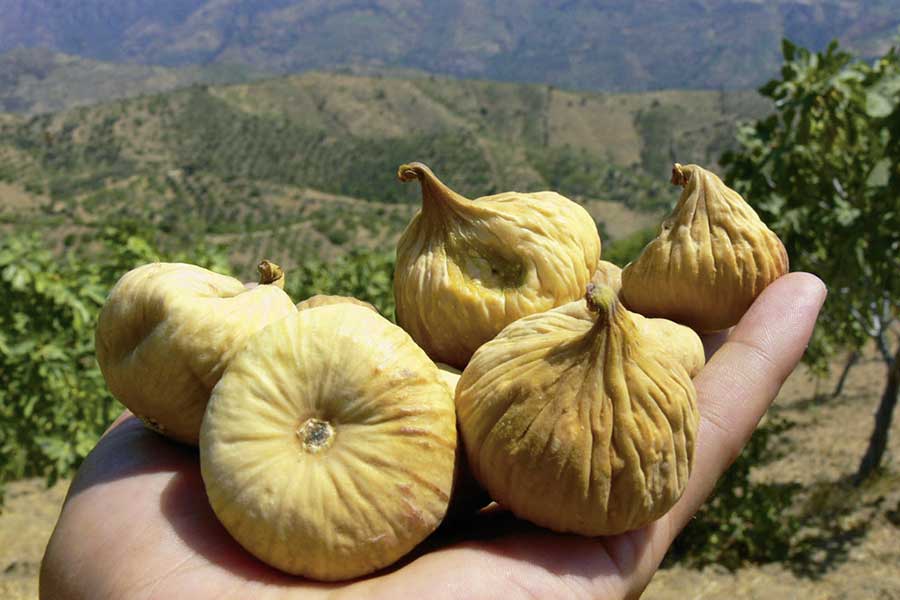 Fruity sweet organic figs from Western Turkey