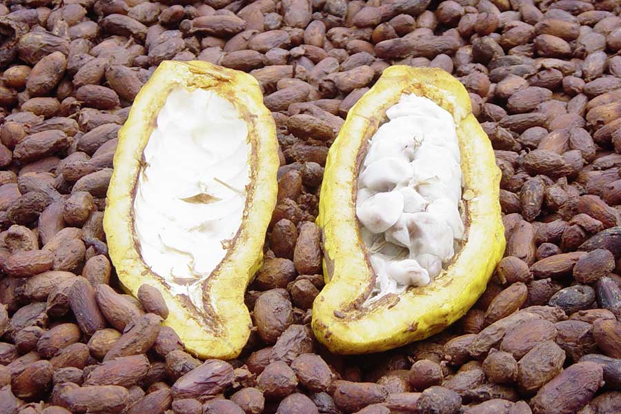 From the fruit to its own chocolate – El Ceibo serves as a model for other cooperatives.