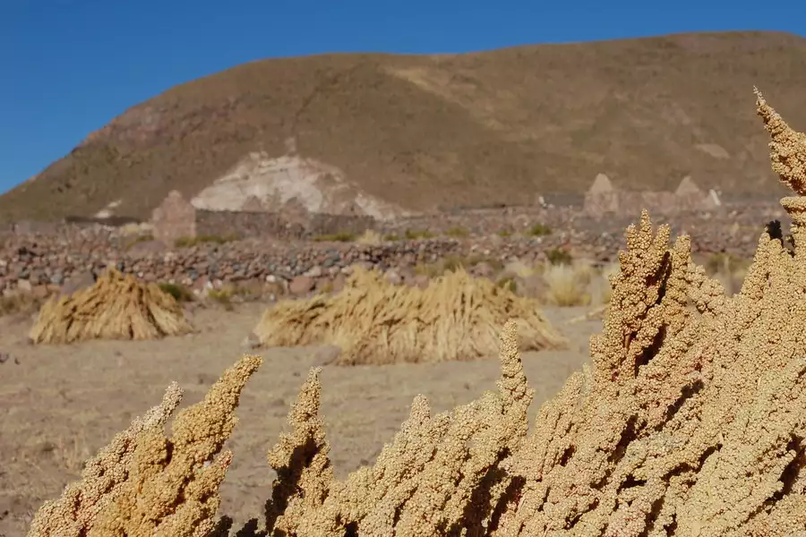 Quinoa-Felder im bolivianischen Hochland – im nachhaltigen, bio-fairen Anbau eine langfristige Lebensgrundlage für die Menschen vor Ort.