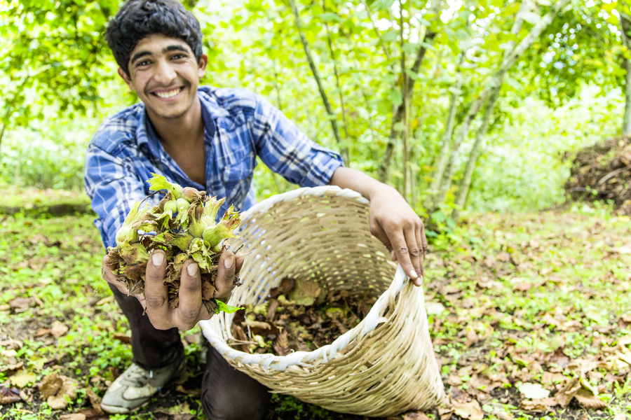 Le nocciole deliziose provengono dal progetto di coltivazione Rapunzel Turchia.