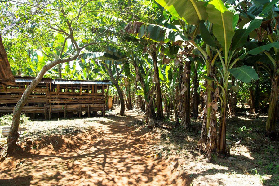 Outside area of the Hekima School: a mixed forest with shady banana trees and a barn for small domestic animals.