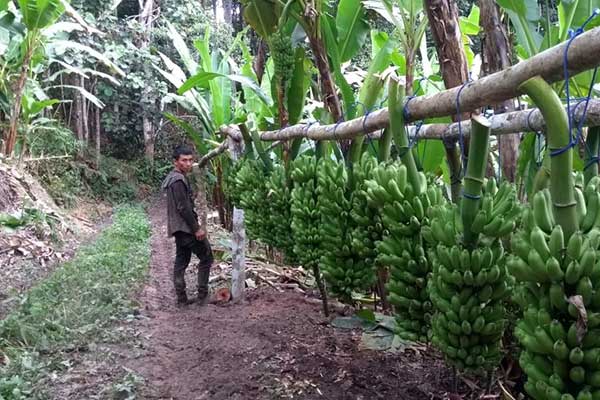 Banana farmer Inders Rojas