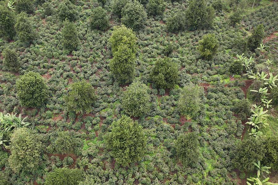 Mixed culture with coffee shrubs, macadamia trees and other plants.