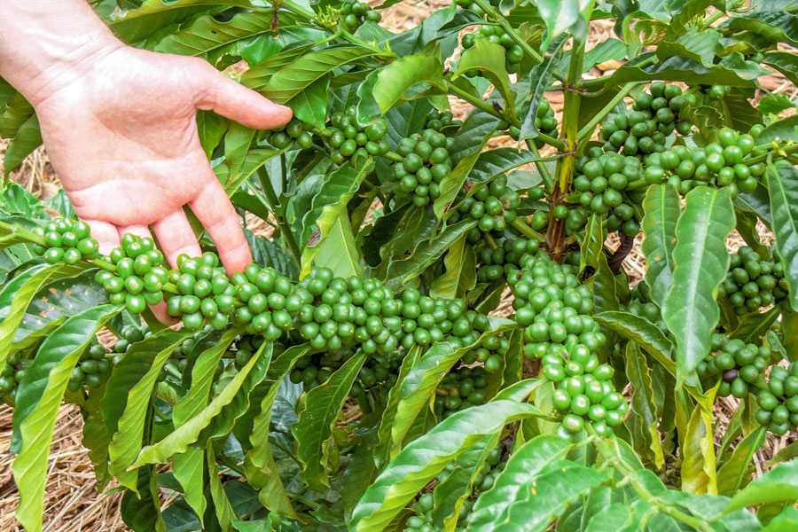 Depending on their degree of maturity, the cherry-like stone fruits change color from green to yellow to red.