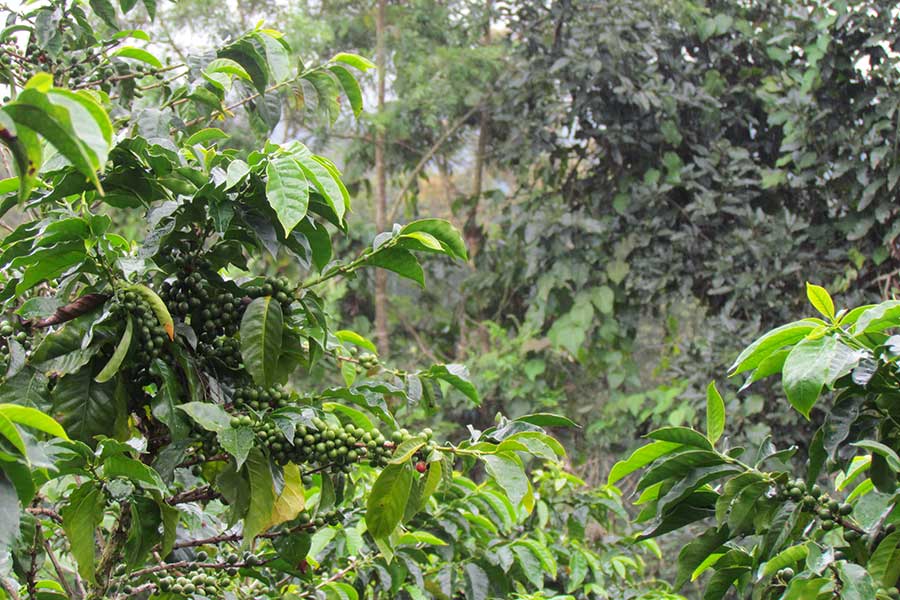 The CODECH members grow their coffee trees in mixed culture