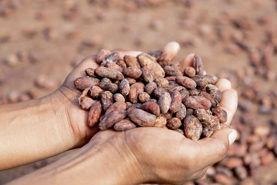 In earlier times, cocoa beans were so valuable that they were used as currency