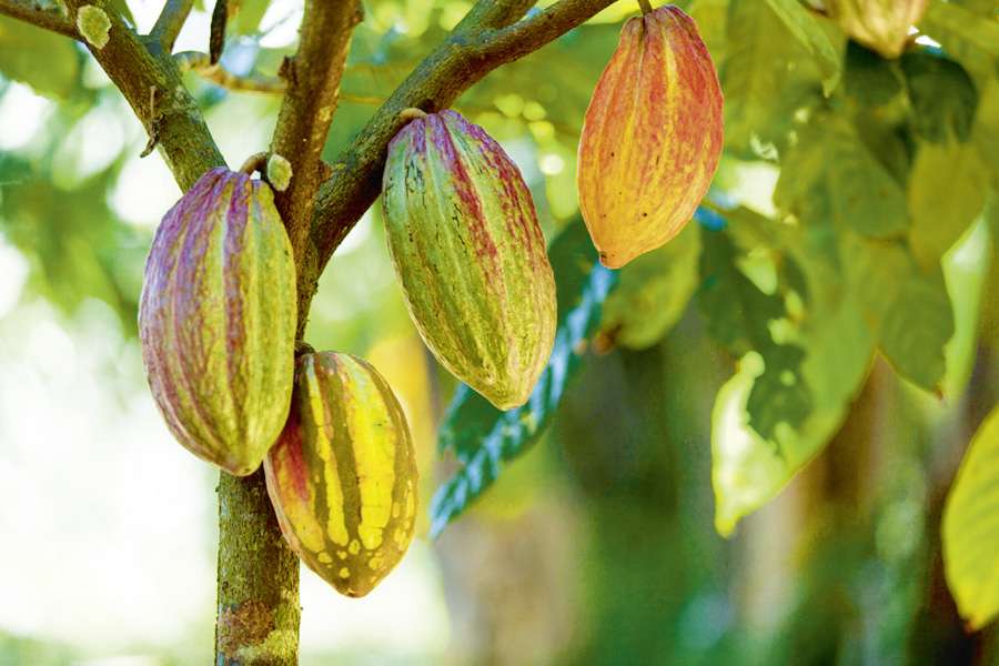Many steps are needed in order to make fine chocolate from these cocoa fruit