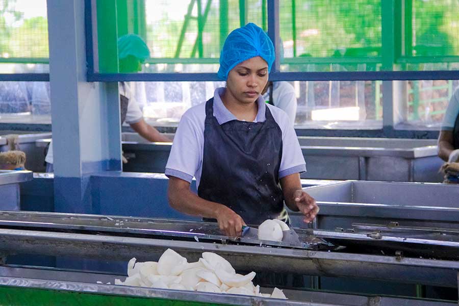 EOAS processes the coconuts. The fruits are crushed after peeling and skinning.