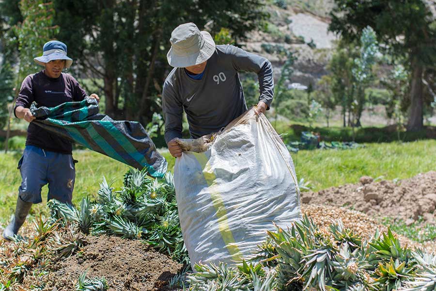 Compost from own production enhances soil health