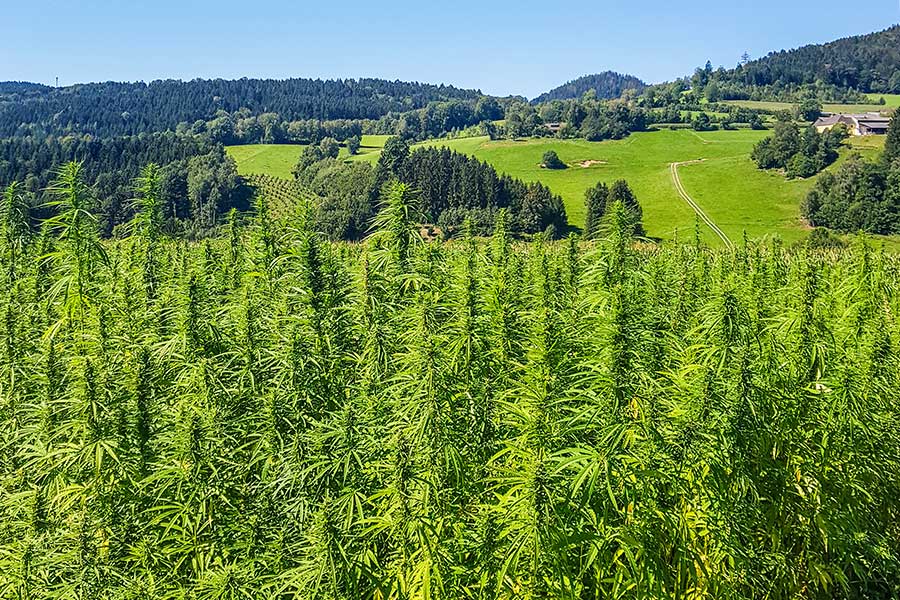 Until harvest, these hemp plants may grow up to 4.5 m