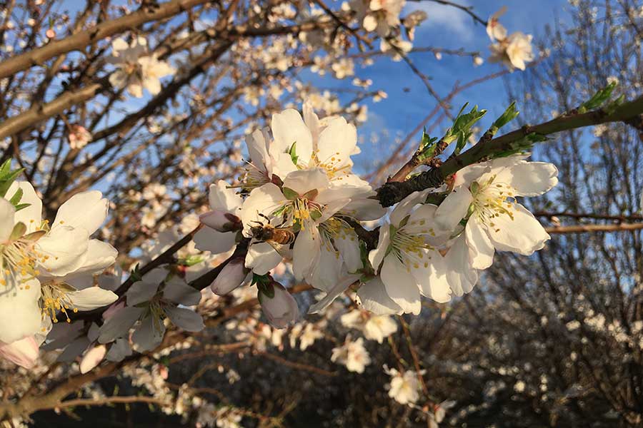 Almonds from California