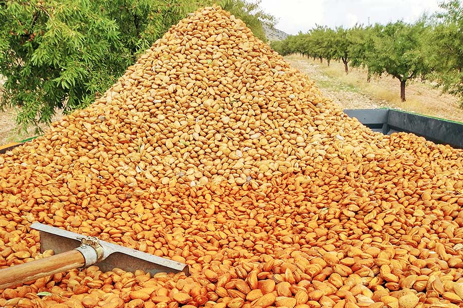 Freshly harvested almonds