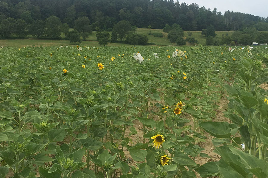 Pollinator house flies are put into net hoods on the flowers of the sunflowers.