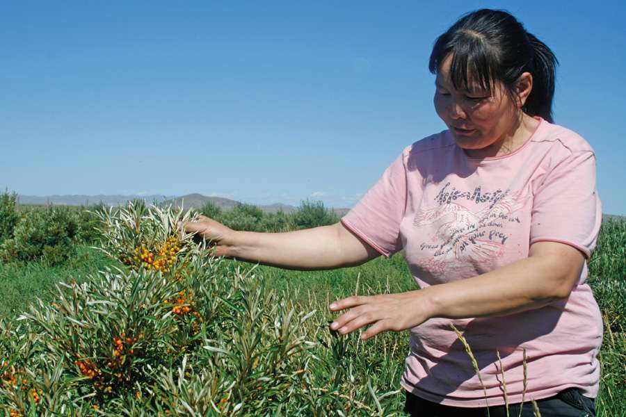 Sea-Buckthorn, Mongolia