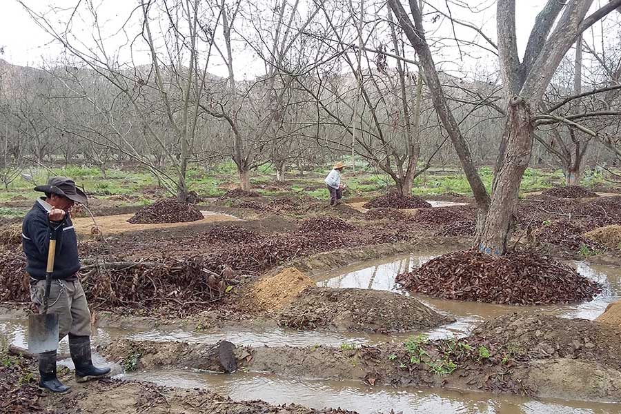 Irrigation after the harvest.