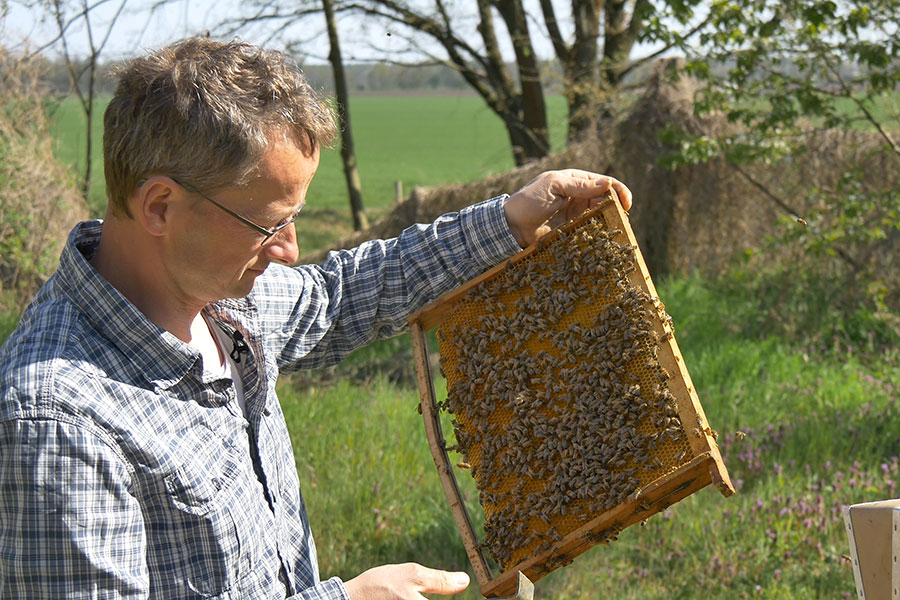 Bee bread was used as pesticide measuring method