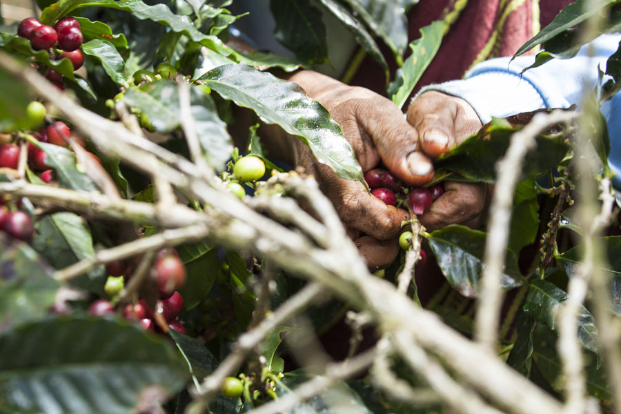 For Rapunzel Hero Coffee, the mature, red coffee cherries are carefully picked by hand. Each fruit contains two seeds, the actual coffee beans. They are embedded in the pulp of the fruit.