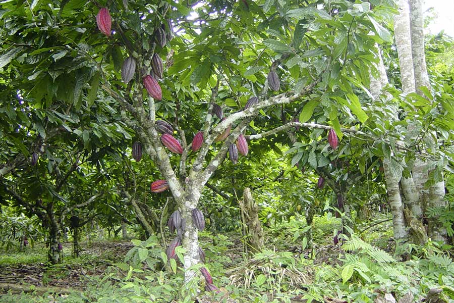 El Ceibo and Rapunzel emphasise training in organic agroforestry.