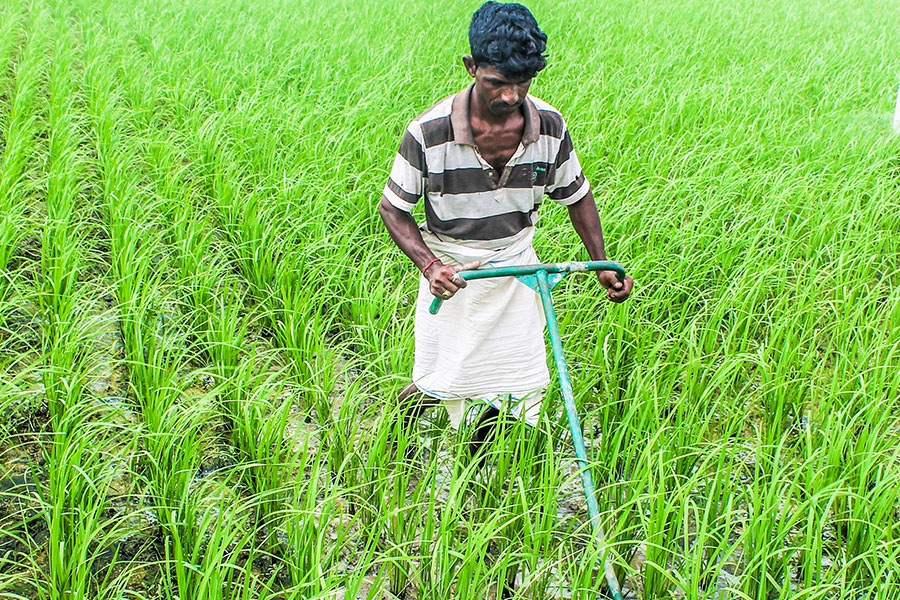 Aromatic Basmati rice is produced with lots of manual labor