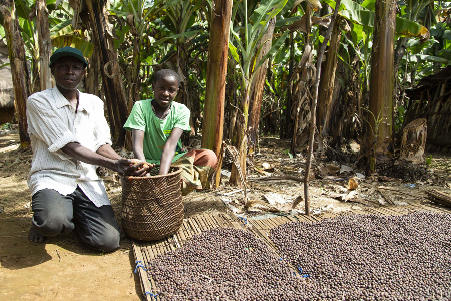 The Robusta coffee cherries are first dried and then the pulp is peeled from the beans (