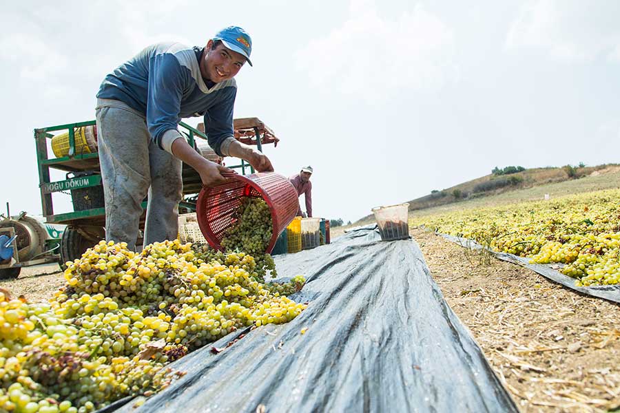 The future sultanas are spread for drying.