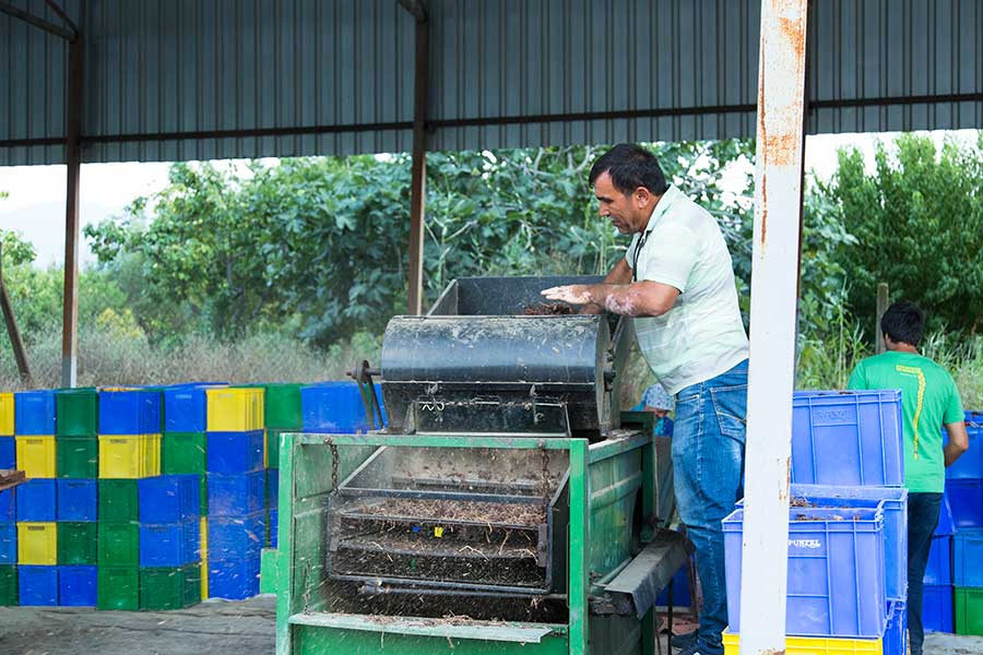 Farmer Kaya Dursun pre-cleans the dried sultanas in a vibrator in order to separate the stems from the fruits.