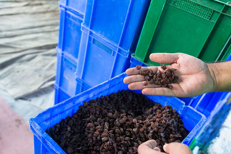 In Rapunzel's processing plant in Ören, die sultanas are thoroughly washed and automatically sorted.