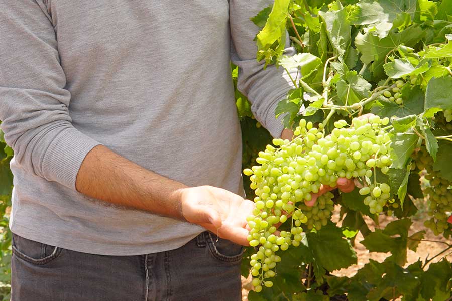 Gli ingegneri agricoli di Rapunzel si occupano delle famiglie contadine del progetto Turchia tutto l'anno.