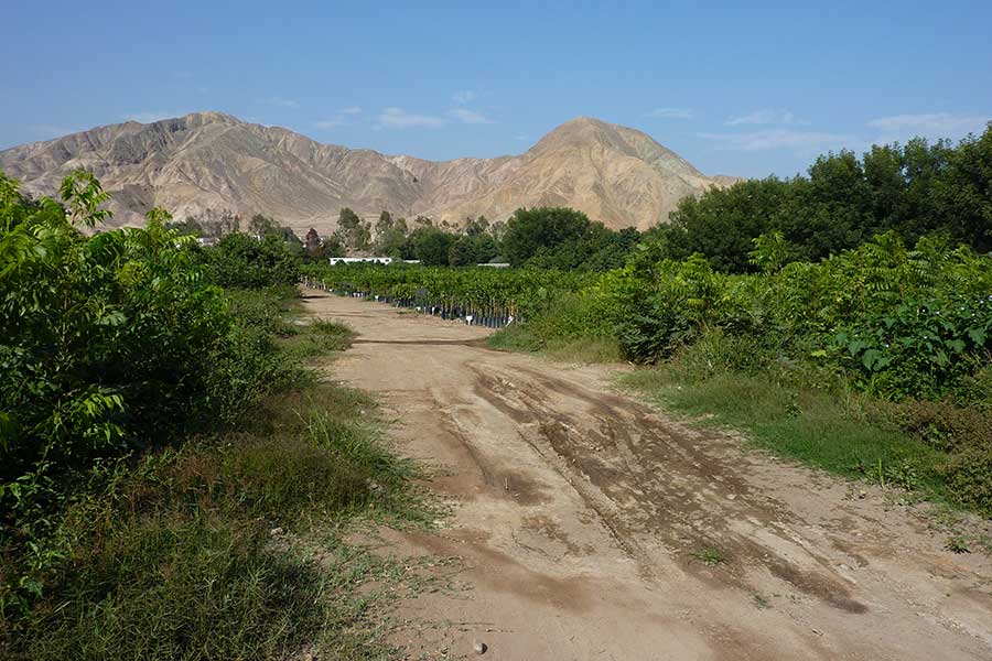 The Topará tree nursery – an oasis in the Peruvian desert