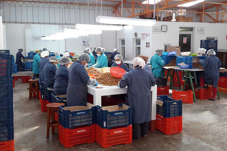 The pecans are thoroughly processed directly on the premises.