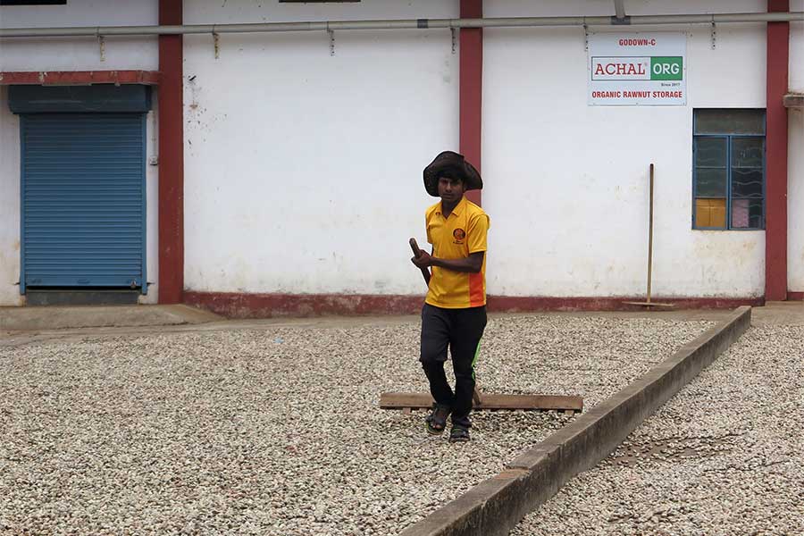 Drying of the cashew kernels at Achal