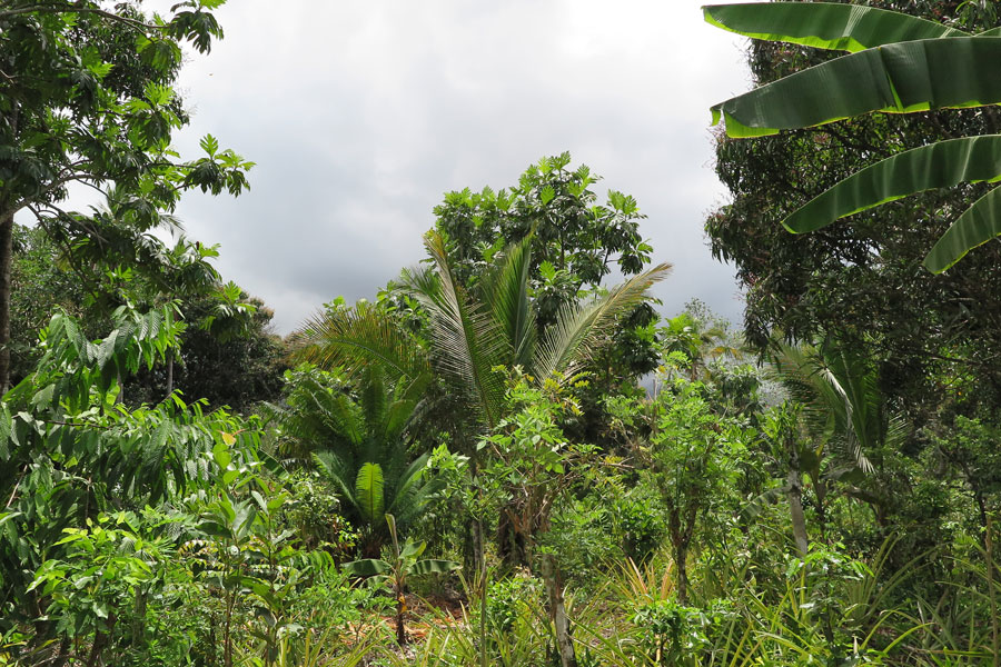 Bourbon vanilla from Vaniacom grows in mixed culture with many different plants