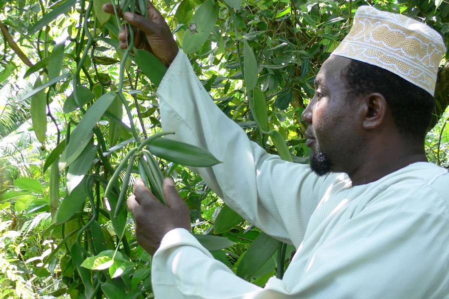 A vanilla farmer examines the degree of maturity of the vanilla pods