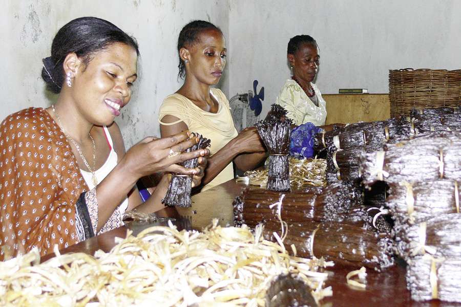 Once the fermentation and drying are finished, the vanilla beans are sorted by length and manually bundled