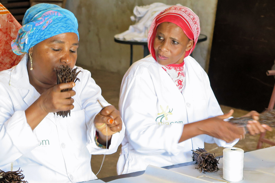 After the long drying process, the fragrant vanilla beans are bundled.