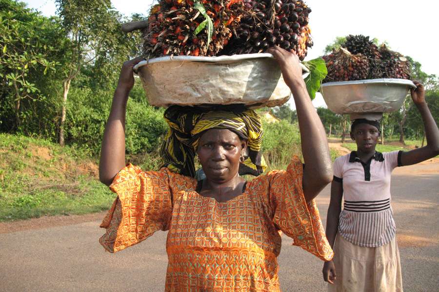 After the harvest the fruit bundles are being transported for further processing After the harvest the fruit bundles are being transported for further processing