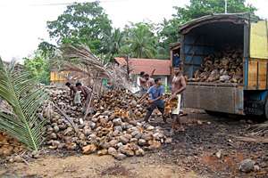 Loading the coconuts to the next processing step Loading the coconuts to the next processing step