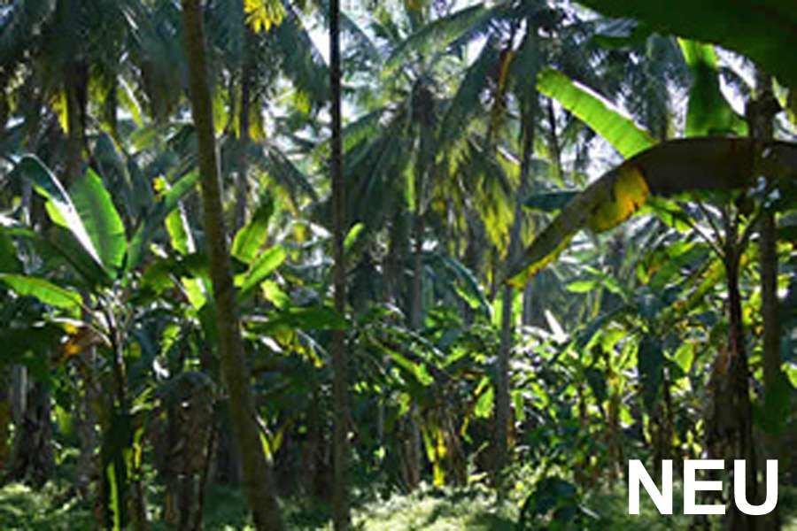 coconut palms coconut palms