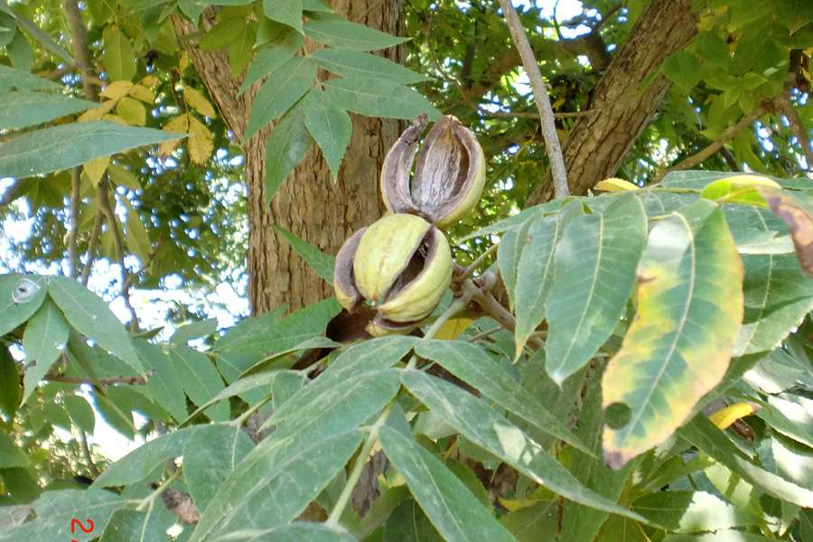 pecans on the tree pecans on the tree
