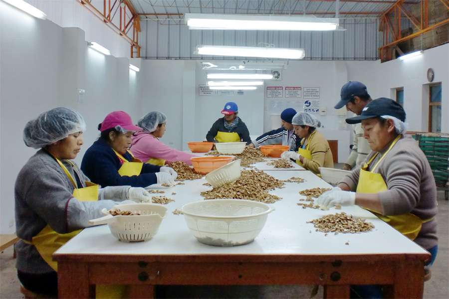 The pecans are being sorted manually The pecans are being sorted manually