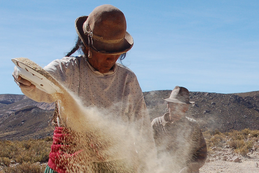 Small and big grains are separated manually in the wind Small and big grains are separated manually in the wind